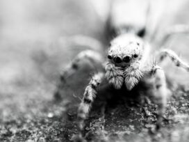 arachnophobia, fear, fobia, spiders
