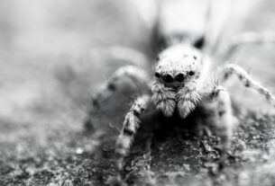 arachnophobia, fear, fobia, spiders