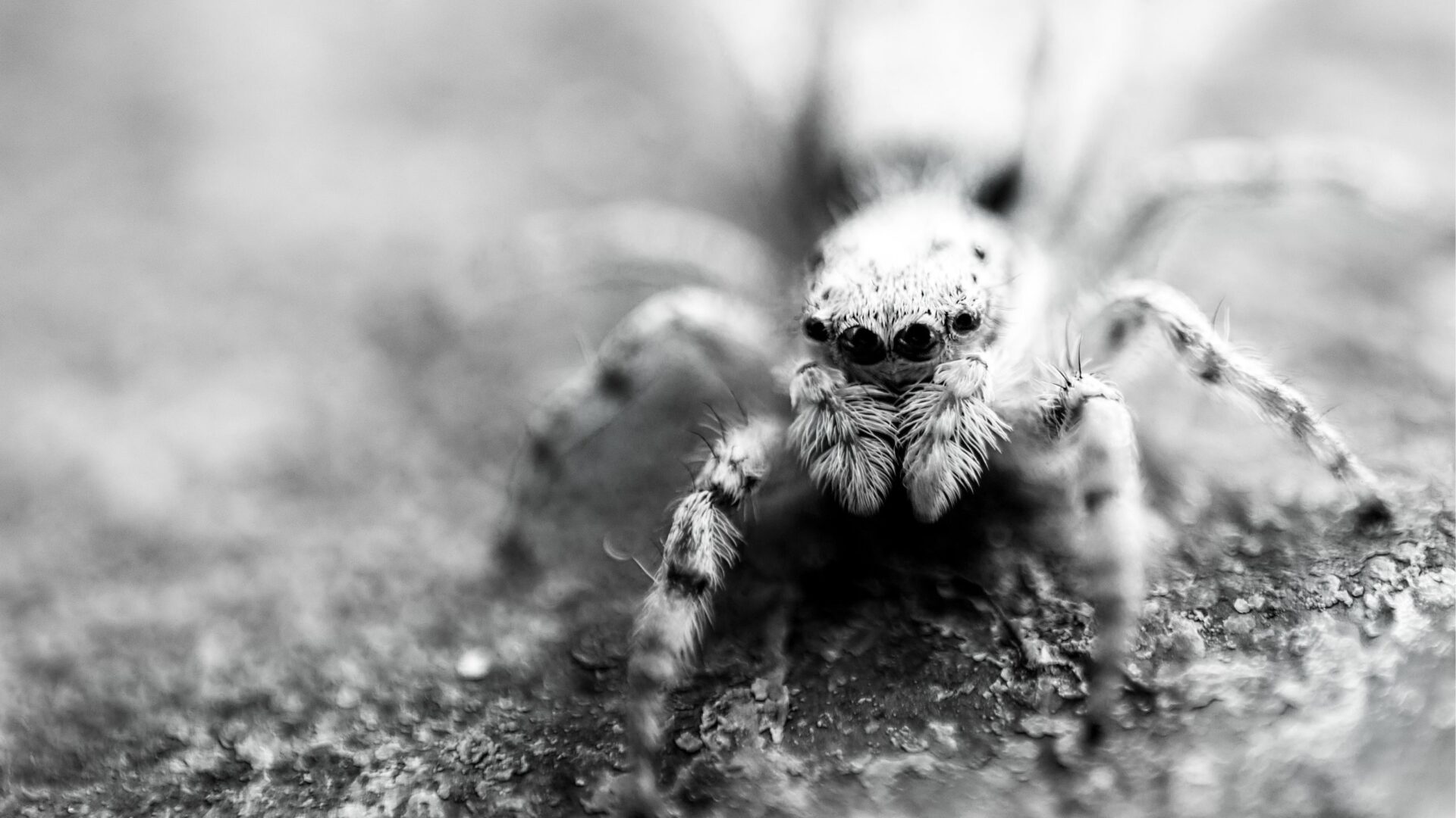 arachnophobia, fear, fobia, spiders